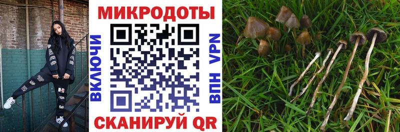 сколько стоит  Клин  Псилоцибиновые грибы GOLDEN TEACHER 